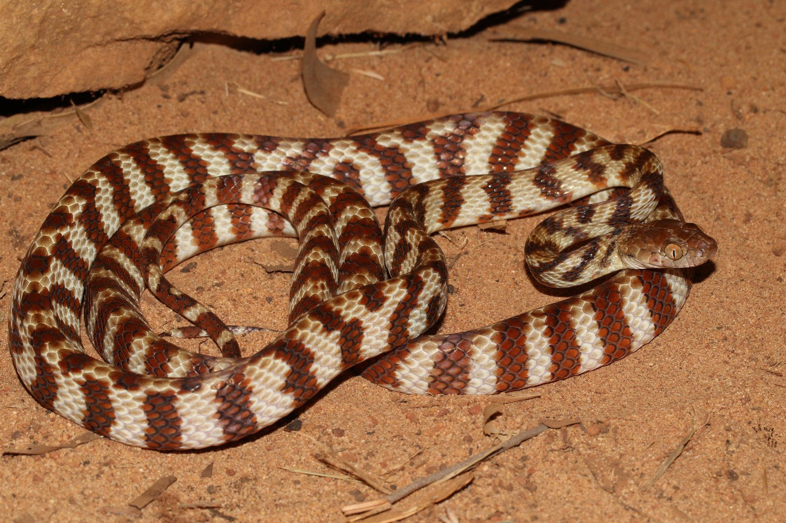 Brown Tree Snake (Boiga irregularis) / Anindilyakwa Language Name - Dumamawurra.