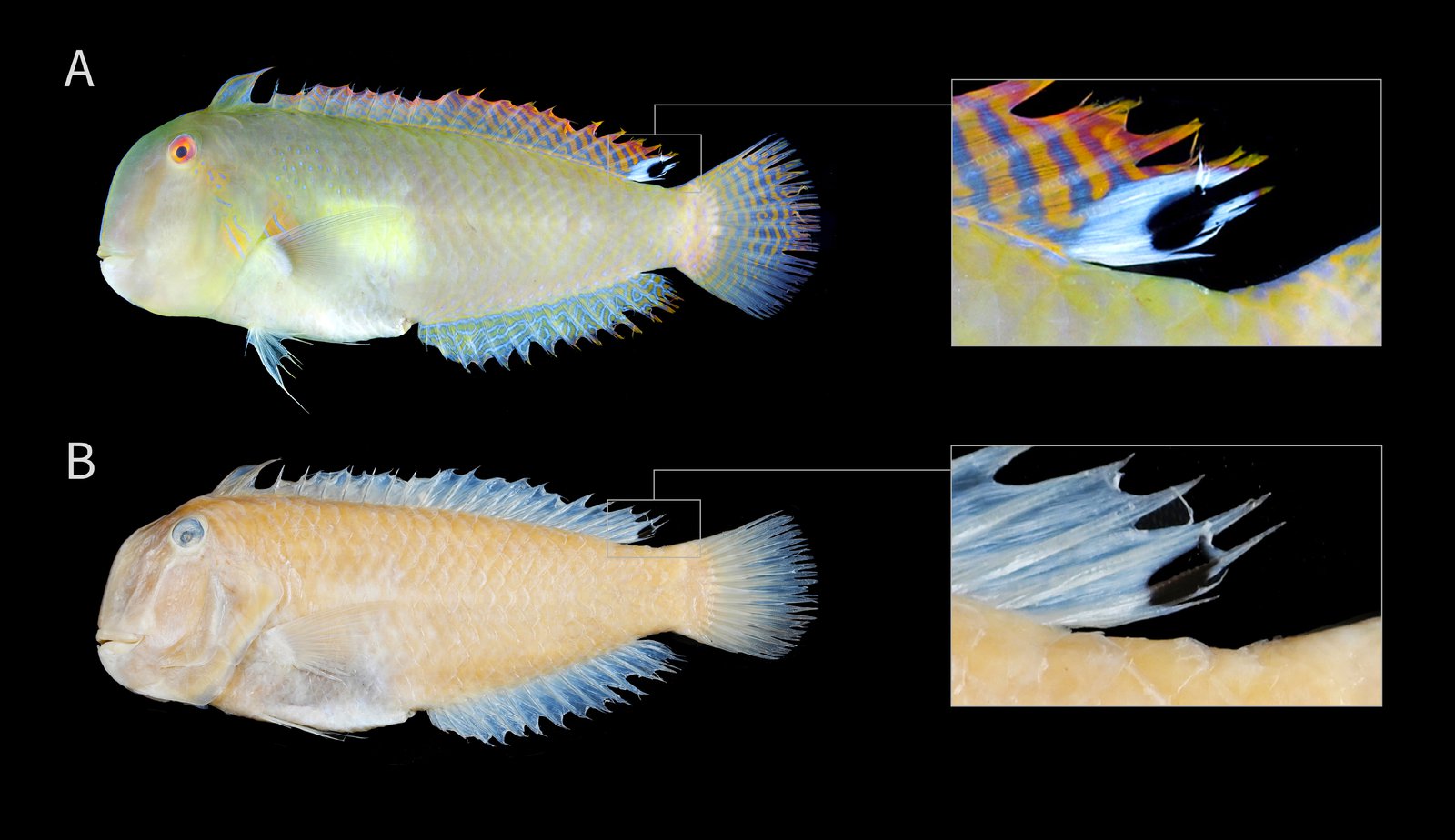 <i>Iniistius bakunawa</i>, new species, showing the eclipse-like spot on the rearmost part of its dorsal fin (inset), on both live (top) and preserved (bottom) coloration.