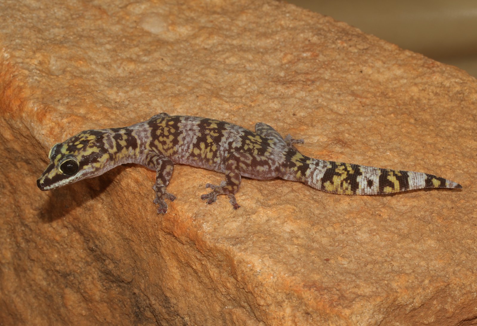 Groote Eylandt Velvet Gecko (Oedura nesos) - Anindilyakwa Language Name - Yibilyibilya.