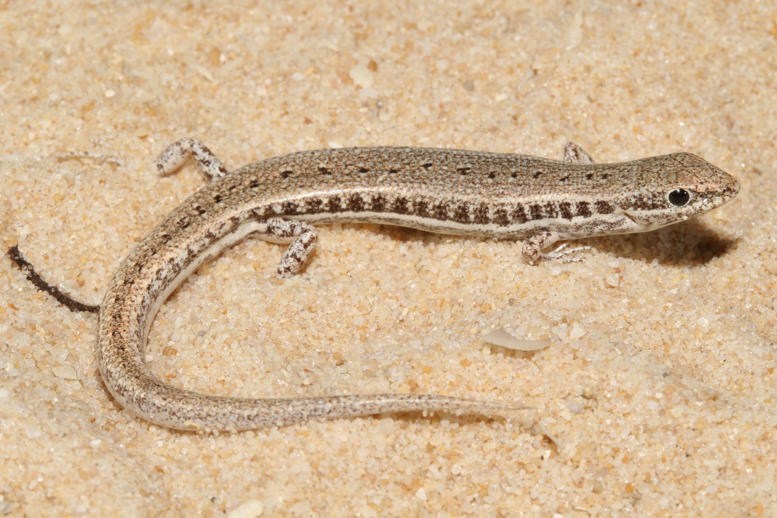 Ornate Snake Eyed Skink (Notoscincus ornatus) - Anindilyakwa Language Name – Yuwarjerra.