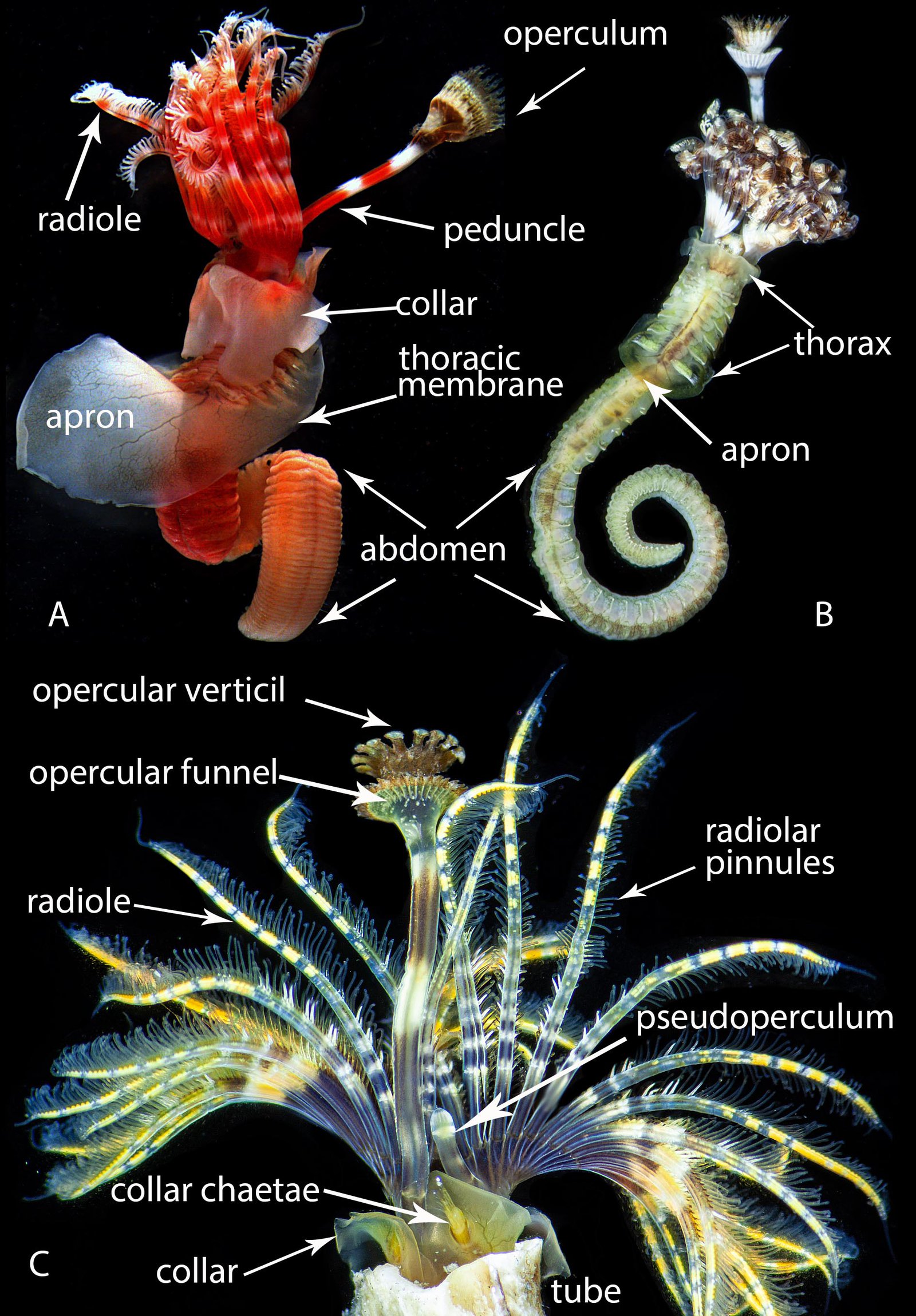 Tube Worm Anatomy