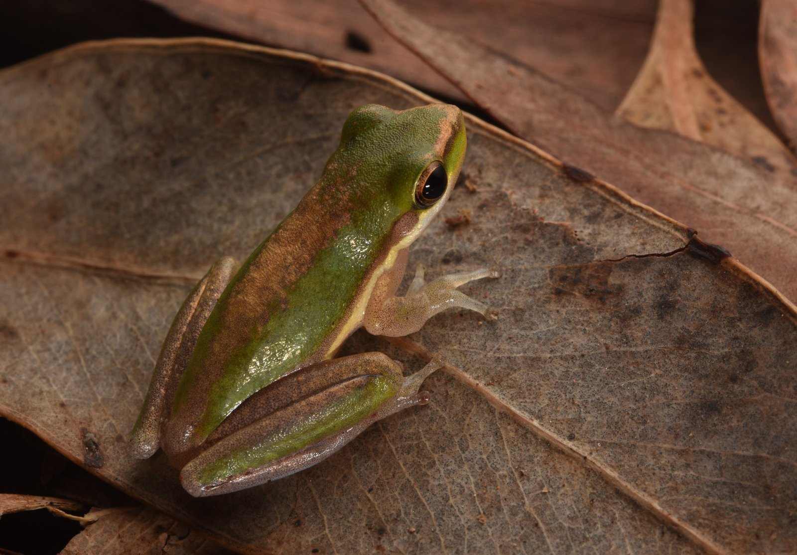 Northern Sedge Frog (Litoria bicolor) Anindilyakwa Language Name – Dilyaburnda.