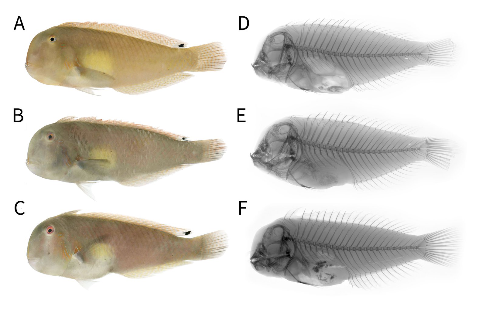 Freshly dead paratypes of <i>I. bakunawa</i> from public markets (A-C) and X-ray photographs (D-F).