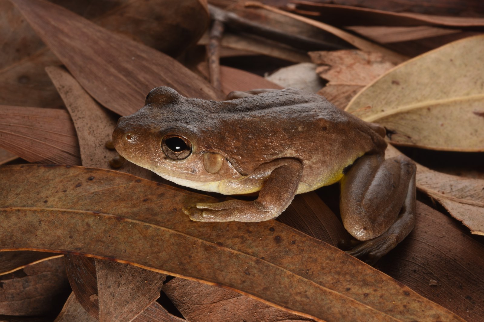 Roth’s Tree Frog (Litoria rothii) Anindilyakwa Language Name – Dilyaburnda.