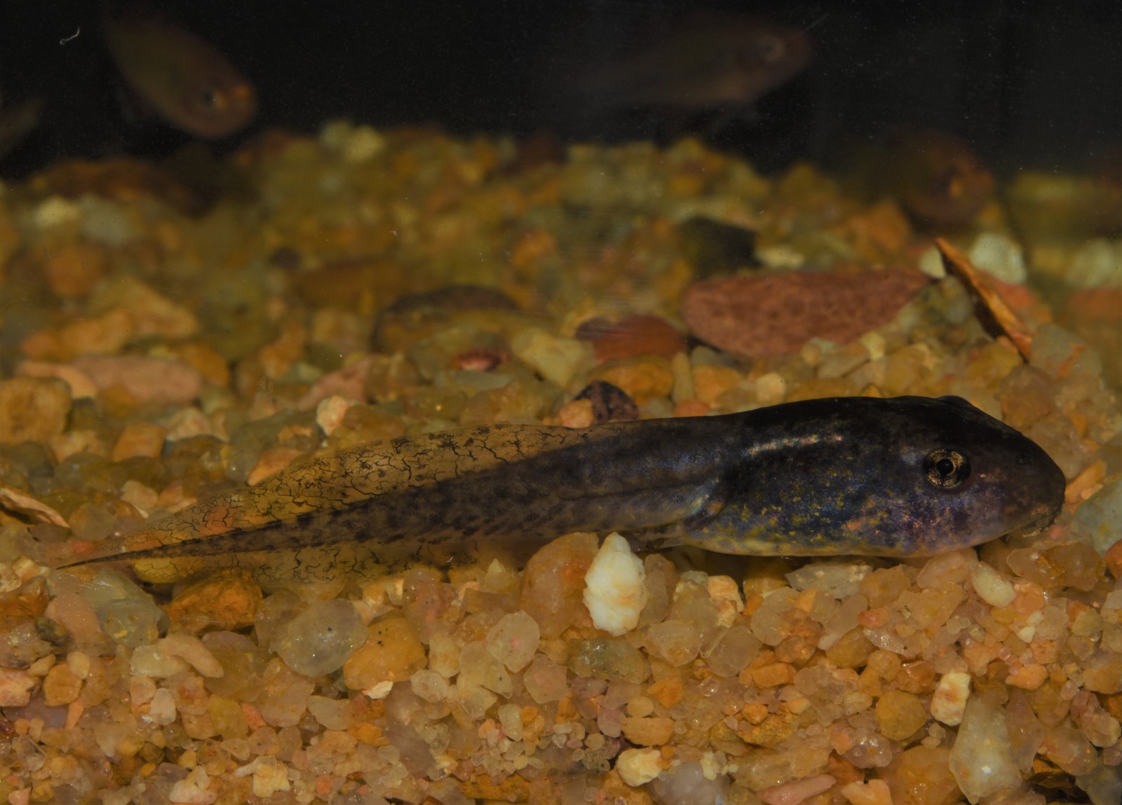 Tadpoles - Anindilyakwa Language Name – Dirimba.