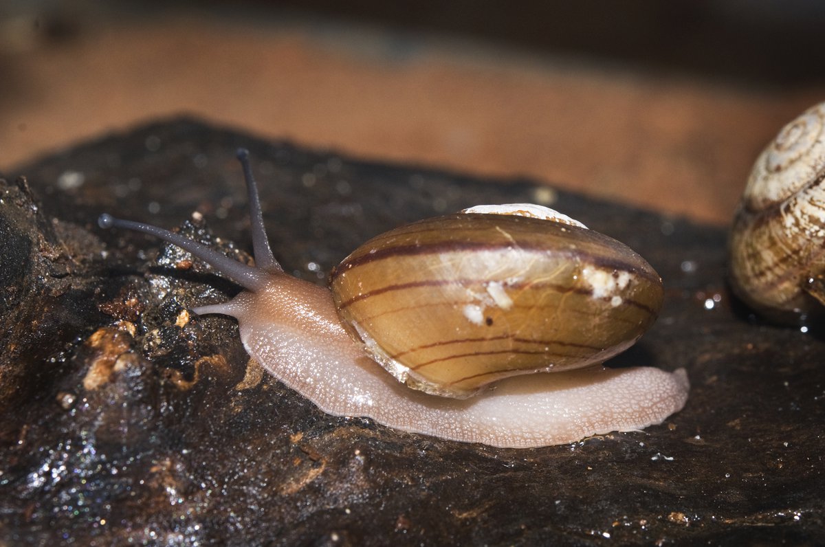 Breeding of Fraser's Rainforest Snail The Australian Museum Blog