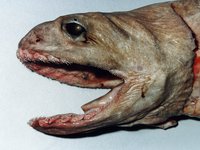 Frill Shark, Chlamydoselachus anguineus