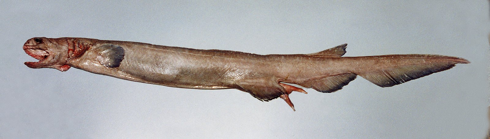 Frill Shark, Chlamydoselachus anguineus