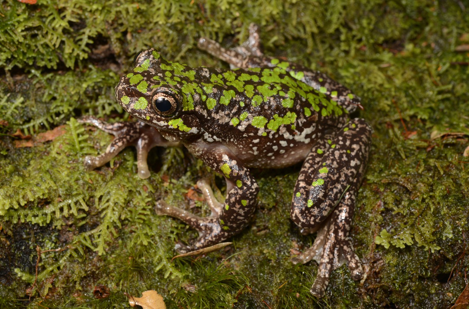 Why do frogs call? - The Australian Museum Blog