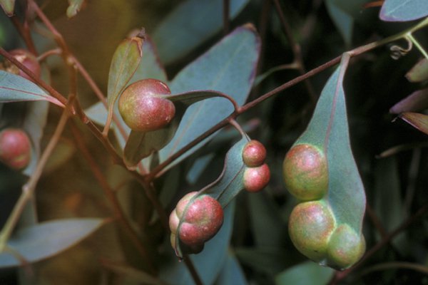 Galls on eucalypt