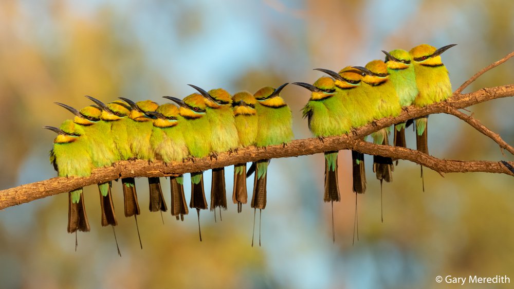 Rainbow bee-eaters, Merops ornatusmigrate