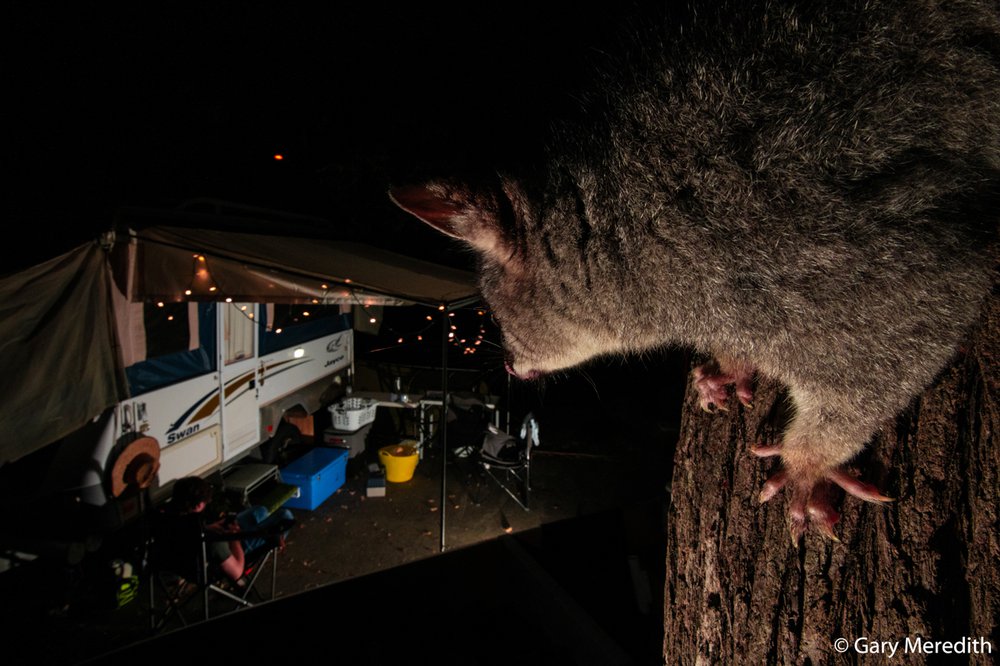 Brushtail possum, Trichosurus vulpecula