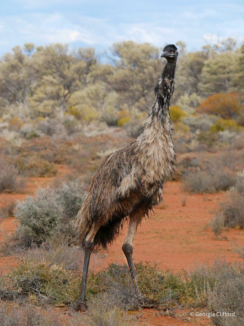 Standing Tall by Georgia Clifford, Western Australia