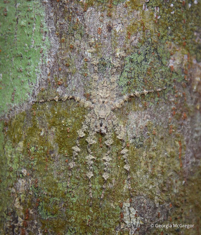 You Can't See Me by Georgia McGregor, Queensland