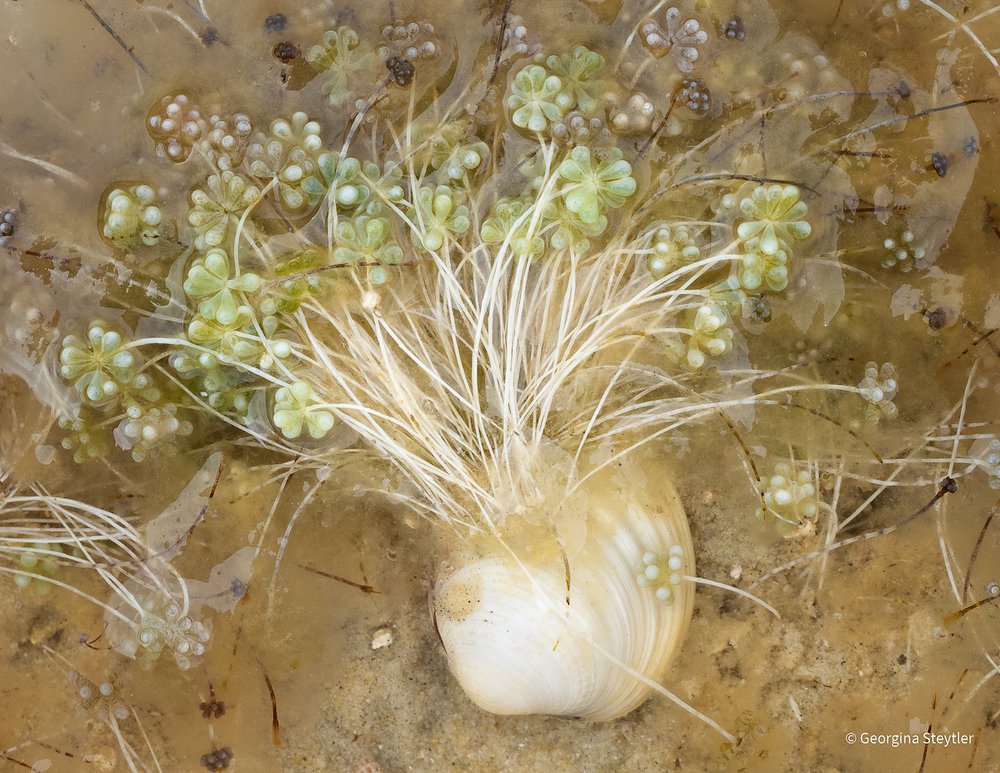 Blooming Algae by Georgina Steytler, Western Australia
