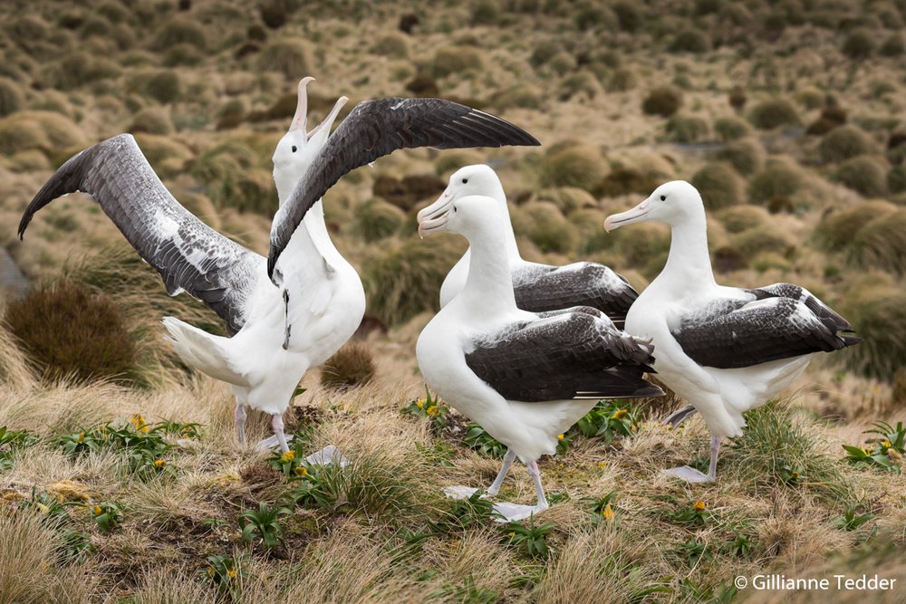 Southern royal albatross, Diomedea epomophora