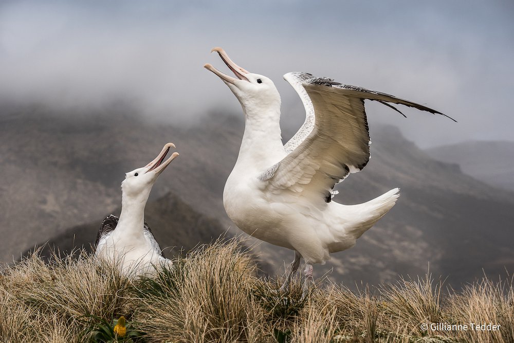 Southern Royal Albatross by Gillianne Tedder, New South Wales