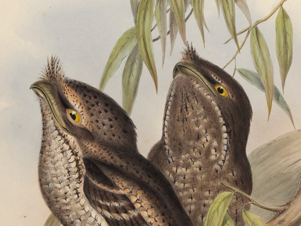 Gould_Birds_Australia_Supplement - Podargus Marmoratus