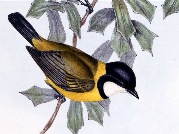 The Birds of Australia: in seven volumes, 02