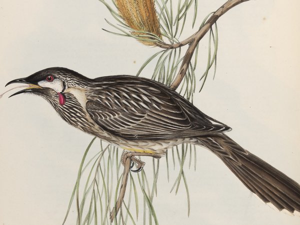 The Birds of Australia: in seven volumes 04