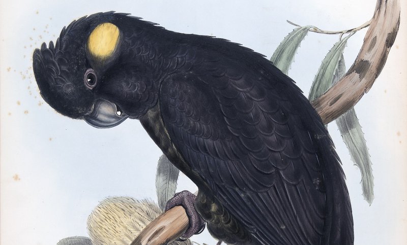 John Gould, The Birds Australia Vol05 - Black Cockatoo