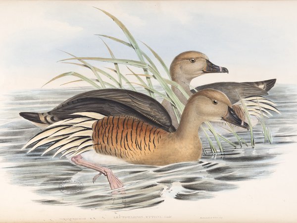 The Birds of Australia: in seven volumes 07