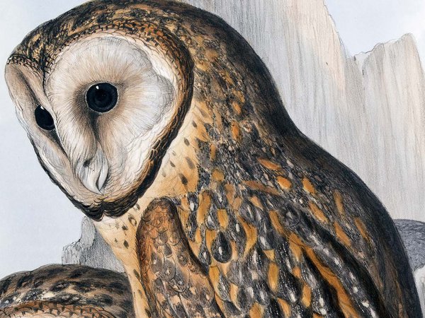 The Birds of Australia: in seven volumes, 01