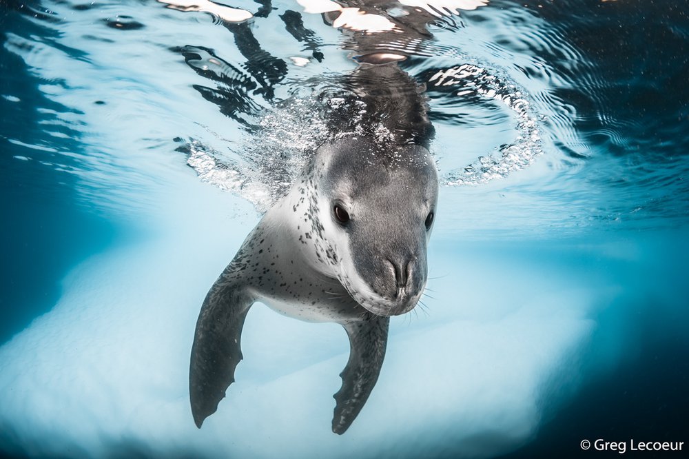 Leopard seal, Hydrurga leptonyx