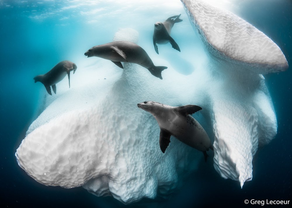 Crabeater seals, Lobodon carcinophagus