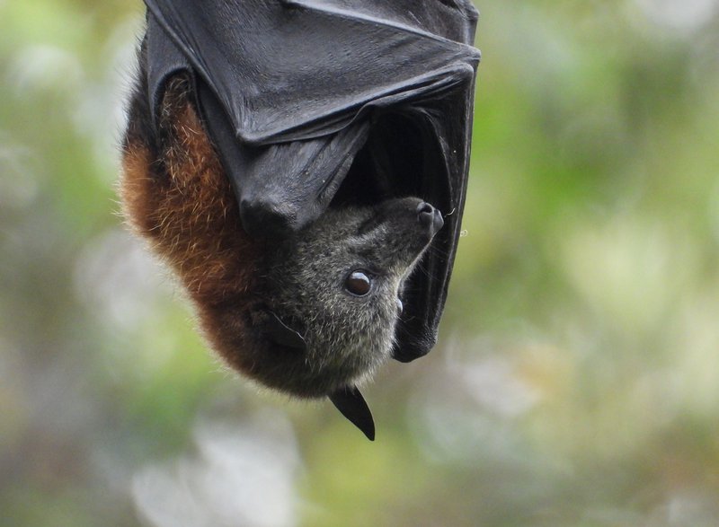 Grey-headed Flying-Fox, Pteropus poliocephalus