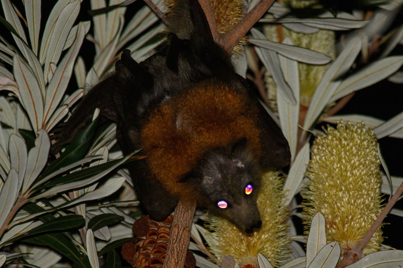 Grey-headed Flying-Fox, Pteropus poliocephalus
