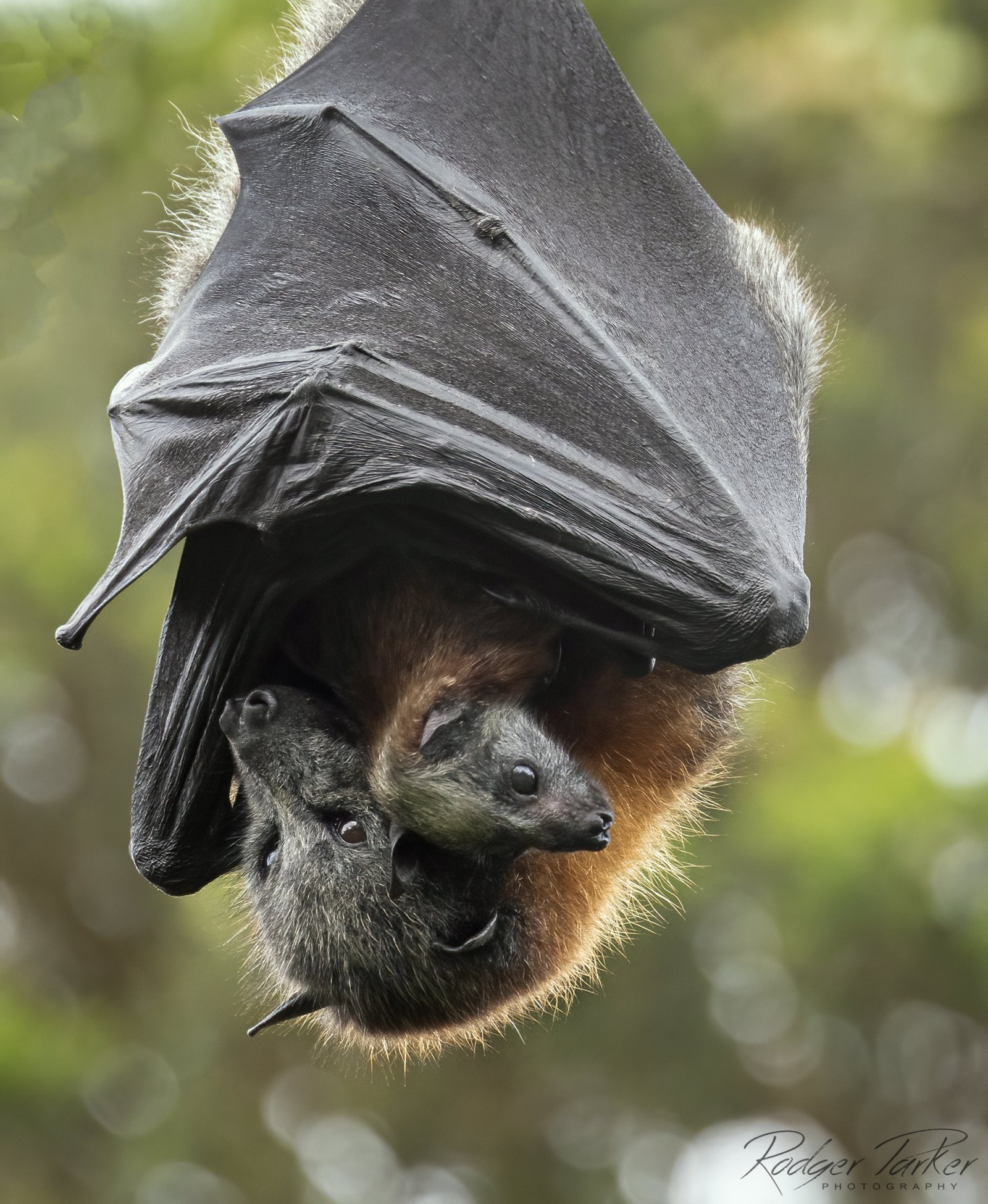 Grey-headed Flying-Fox with pup, Pteropus poliocephalus