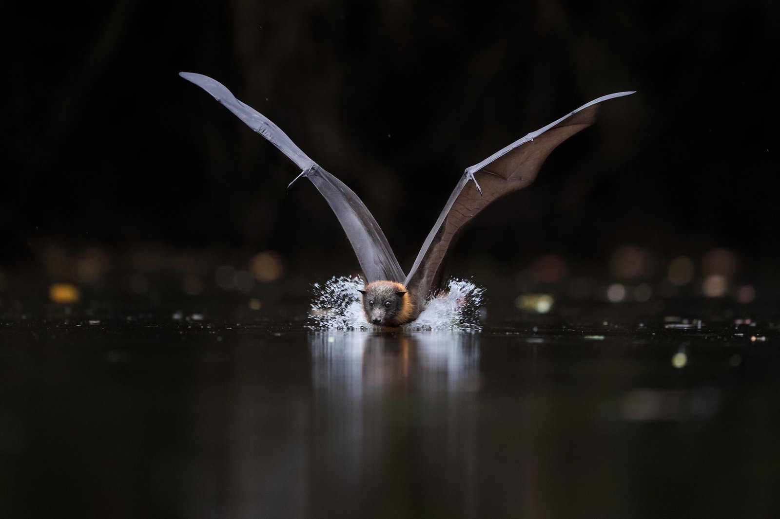 Grey-headed Flying-Fox, Pteropus poliocephalus