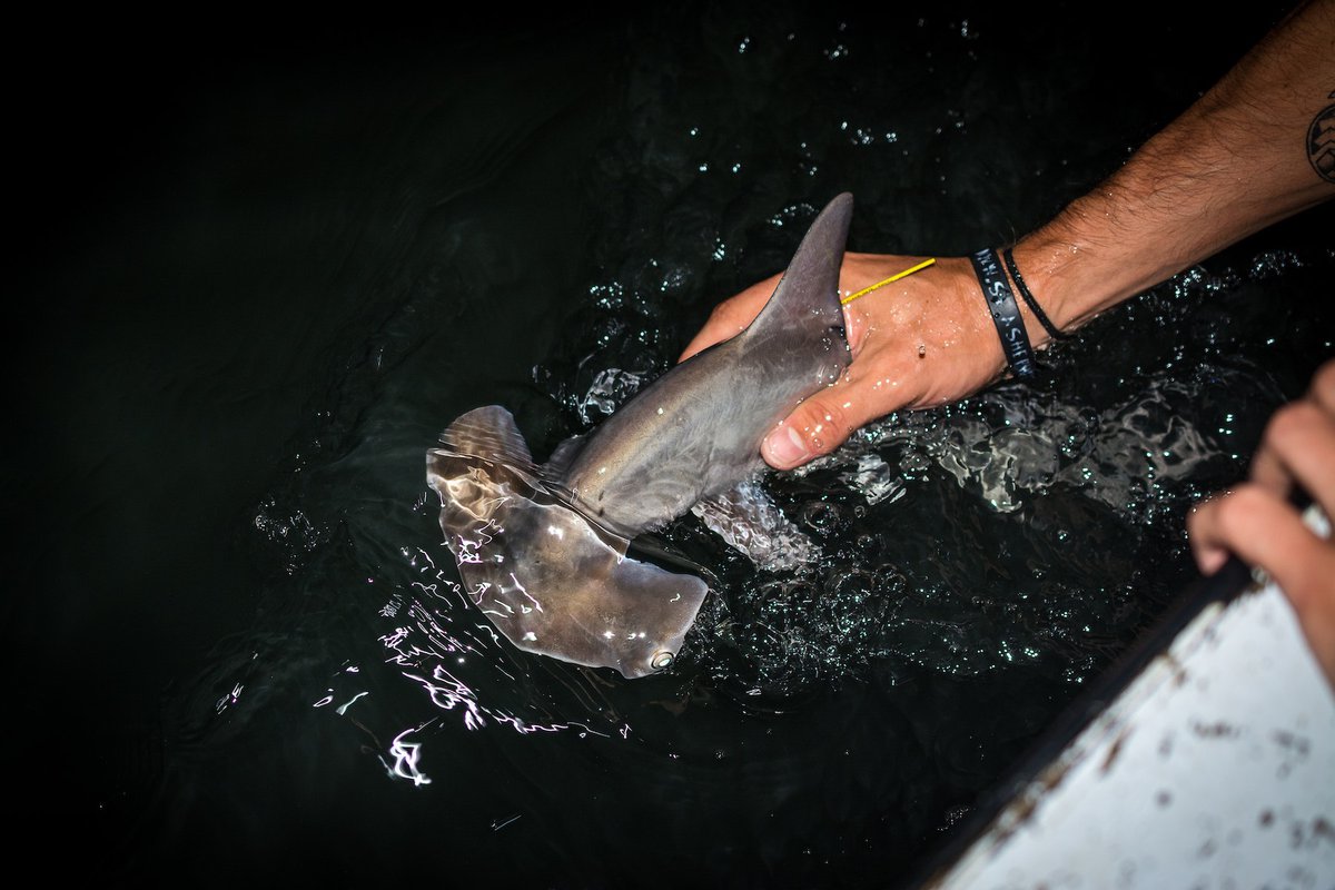 Fiji The Australian Museum