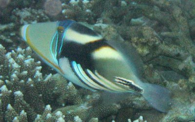 Hawaiian Triggerfish, Rhinecanthus aculeatus (Linnaeus, 1758) - The ...