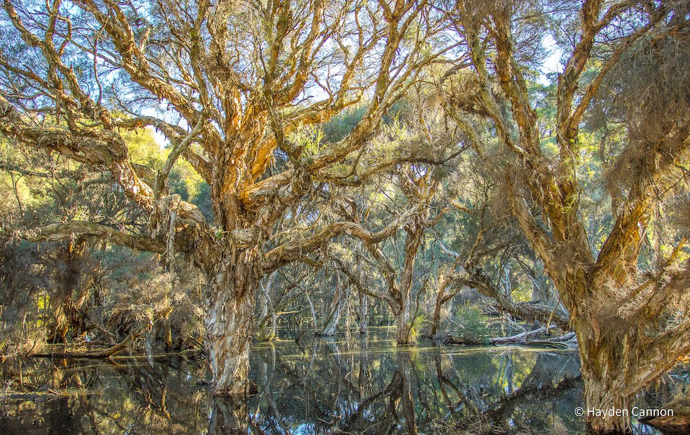 Forest of Reflection by Hayden Cannon, Western Australia