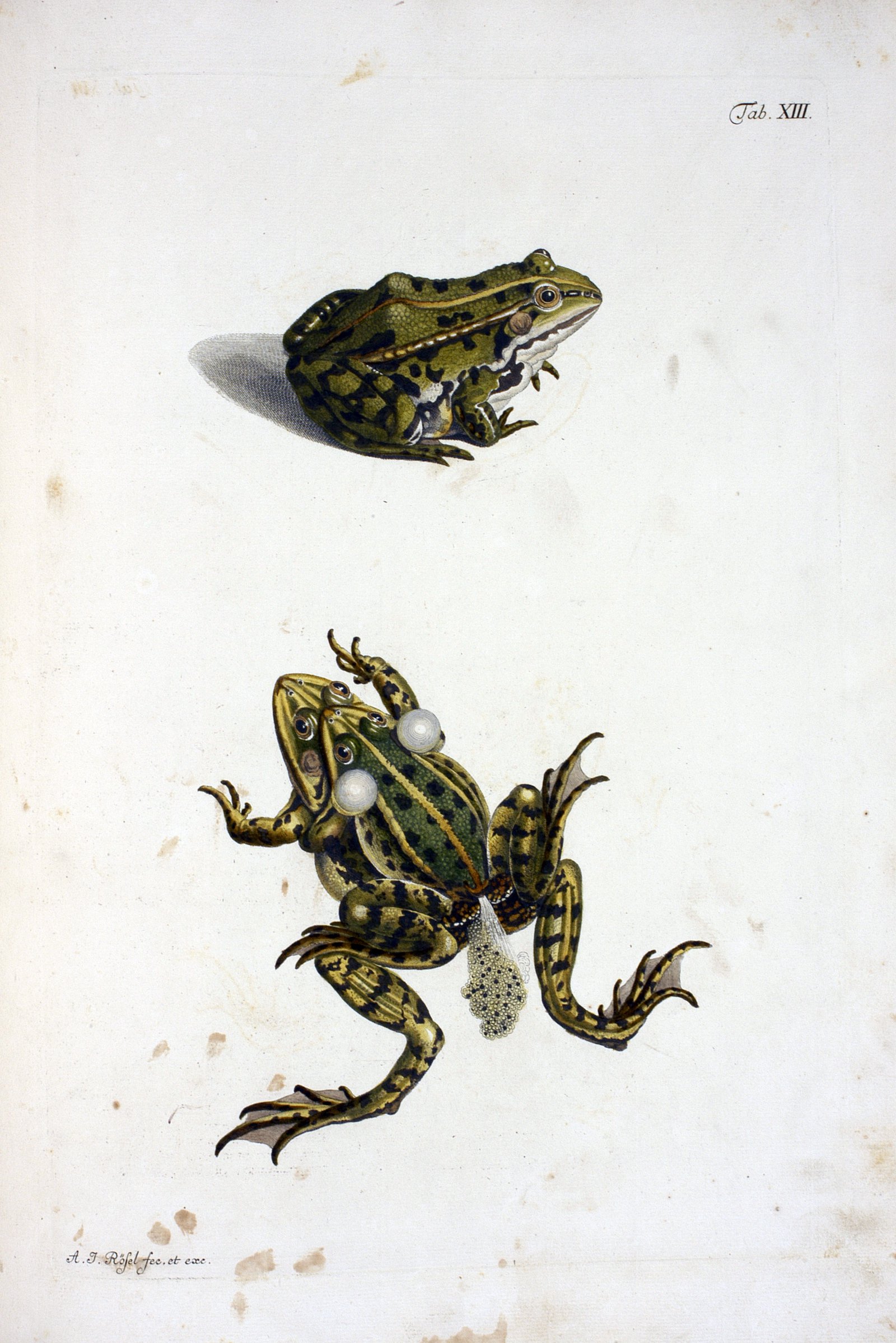 Historia naturalis ranarum nostratium in qua omnes earum proprie (Rare Book Colouring 2020 )