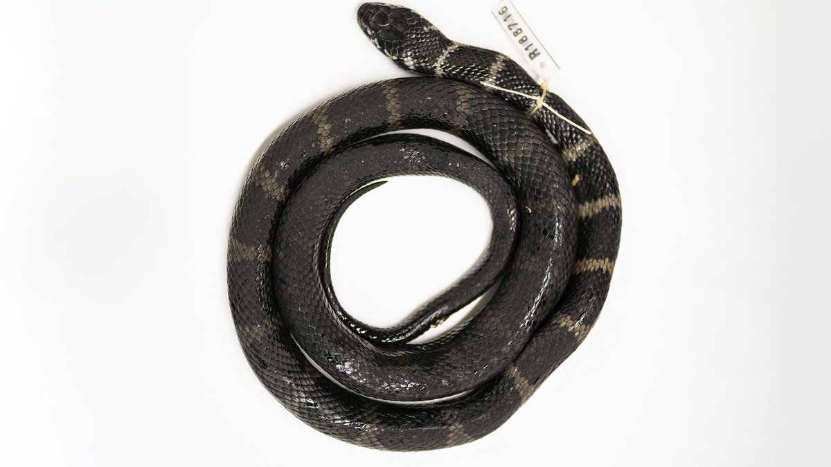 Small Banded Snake New acquisition: Stephen’s Banded Snake - The Australian Museum Blog