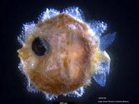 Larval Sunfish Mola species