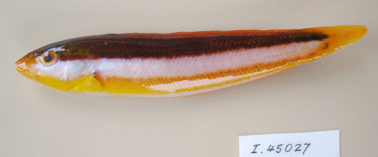 I.45027-001 - Ophthalmolepis lineolatus