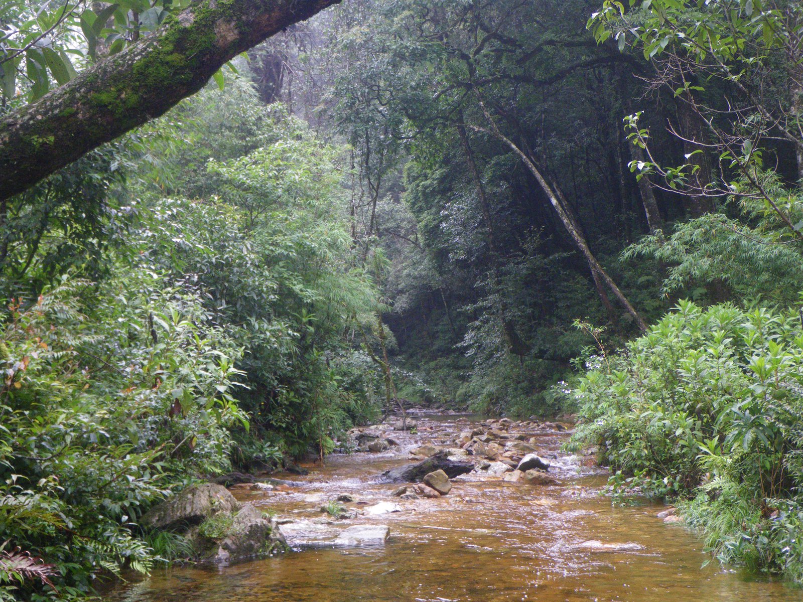 Stream in Hoang Lien National Park, northern Vietnam.