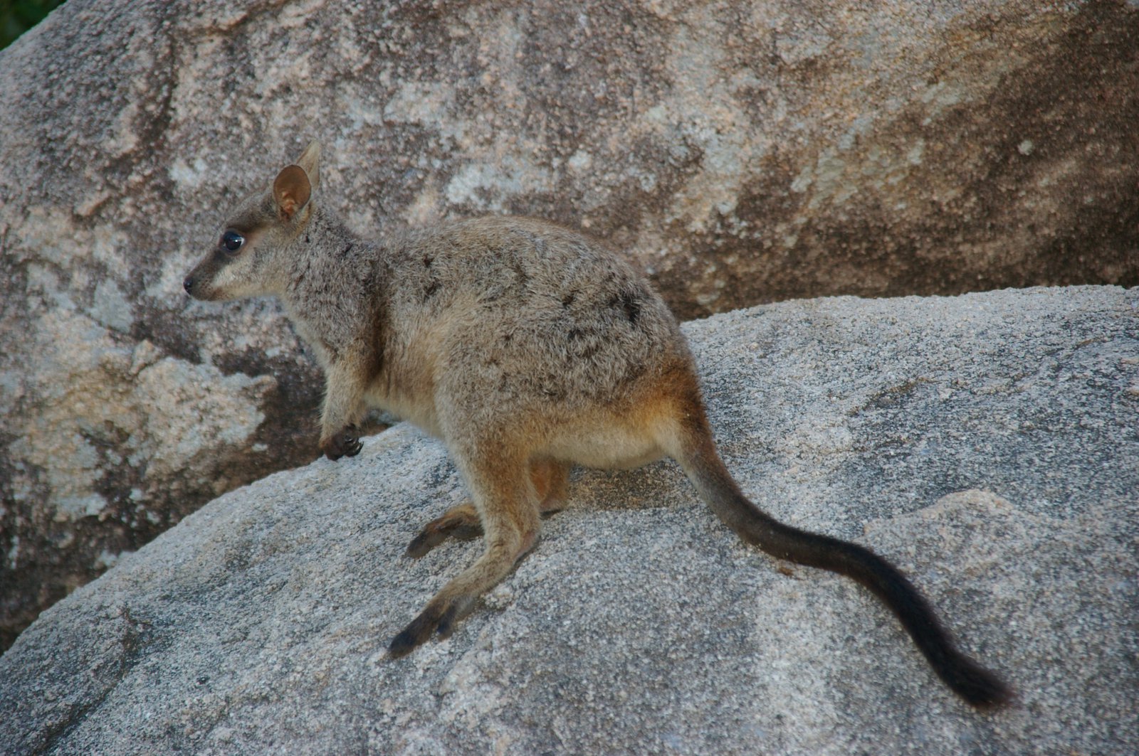 An Allied Rock-wallaby Petrogale assimilis, on Magnetic Island, near Townsville. One of several morphologically indistinguishable species found in north-east Queensland.