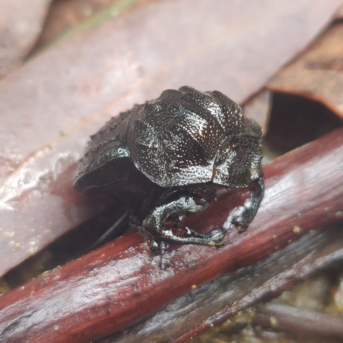 Drought, dung and destruction - The Australian Museum Blog