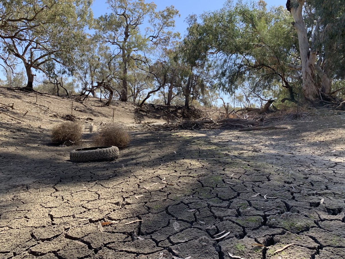 Silent nights: frogs, drought and fire - The Australian Museum Blog