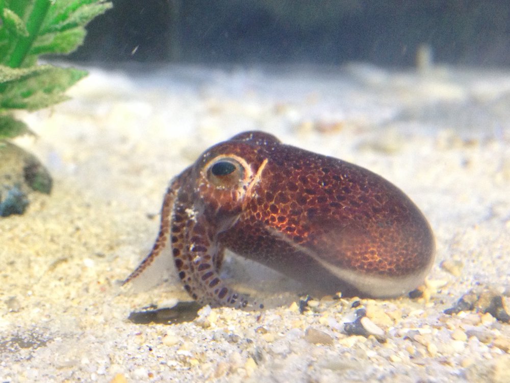 Euprymna brenneri, Bobtail Squid