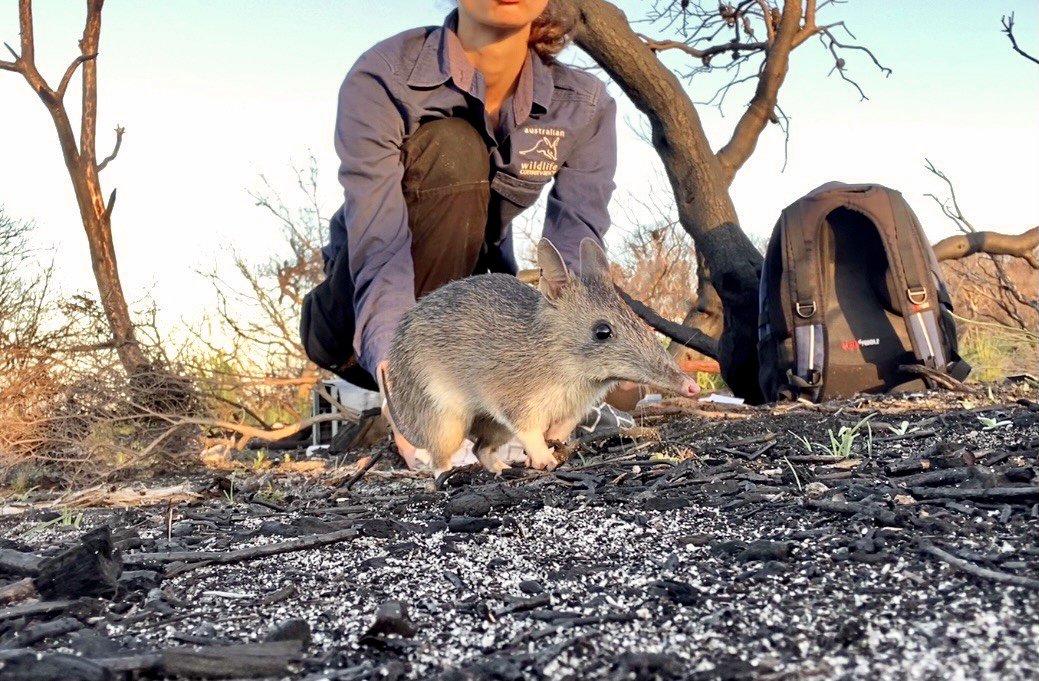 A male long-nosed bandicoot released after being processed. Photographer: Holly Nelson, AWC