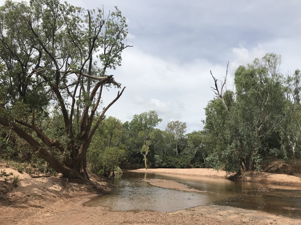 Frog habitat, Northern Territory, Australia.