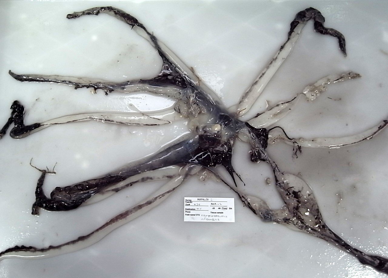 Freshly trawled Vampyroteuthis collected in the Great Australian Bight by a team on the RV ‘Investigator’. Note the black skin in the freshly caught (and very damaged) specimen.