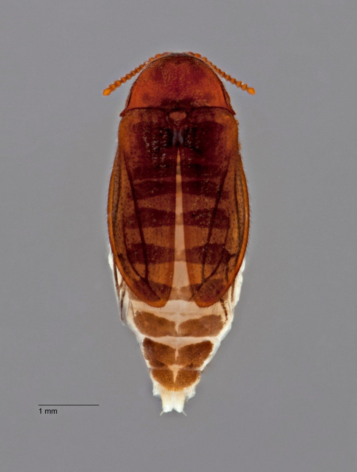 An adult Brachypsectra; specimen reared from larva collected in Queensland