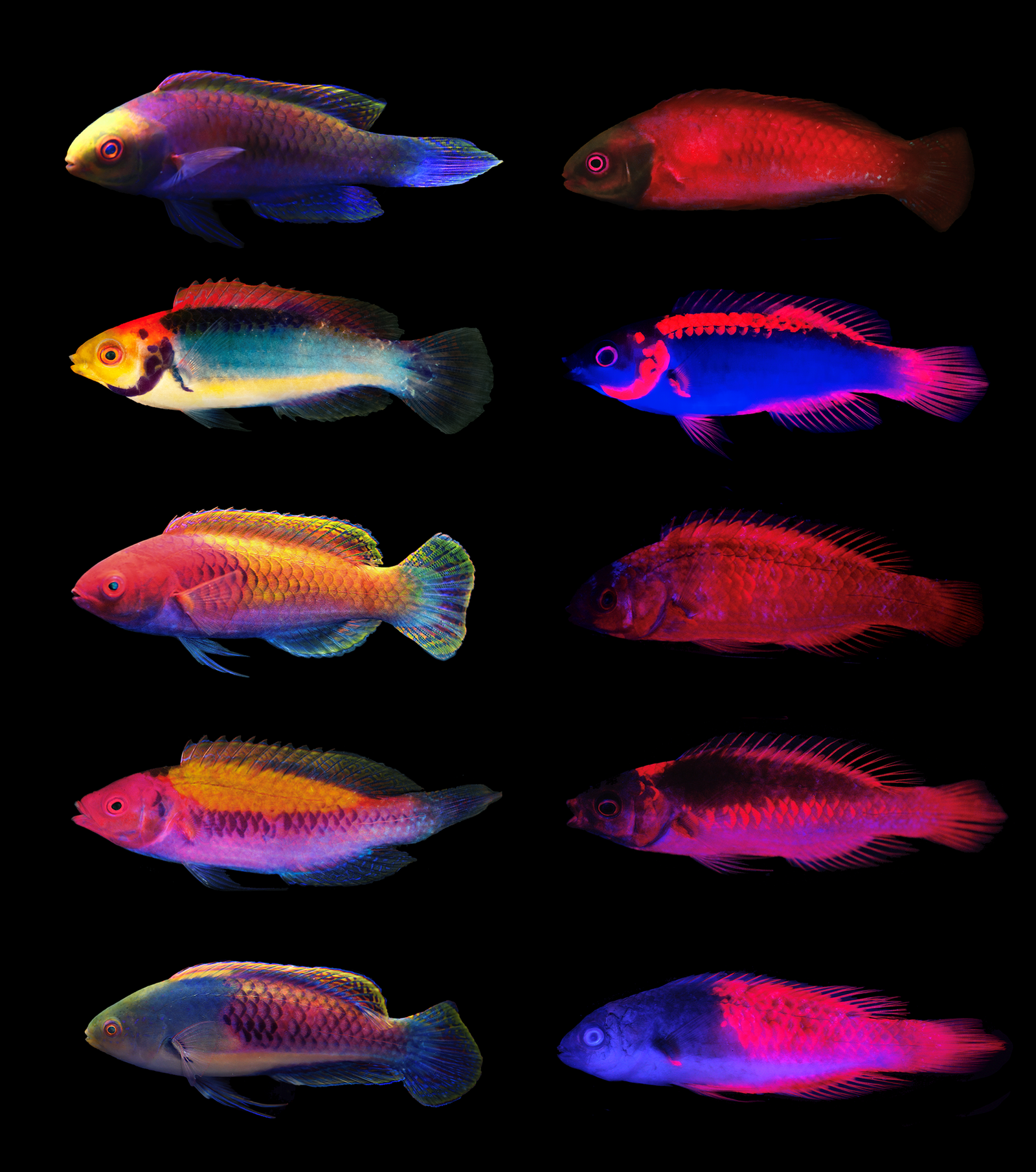 The Cirrhilabrus solorensis complex of fairy wrasses exhibit strong patterns of fluorescence under long wavelengths. These patterns can be used to tell species apart from each other. (A) Cirrhilabrus solorensis; (B) Cirrhilabrus aquamarinus; (C) Cirrhilab